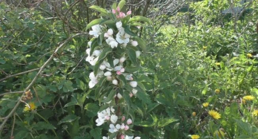 Důvody, proč sloupovitá jabloň nenese ovoce a co dělat, abyste získali úrodu