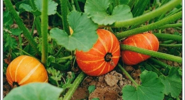 Důvody, proč dýně nedává ovoce, jak to opravit a co dělat