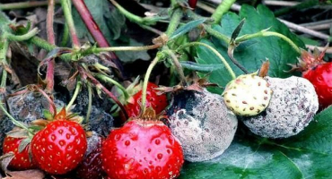 Příčiny výskytu chorob a škůdců jahod, způsoby ošetření a kontroly