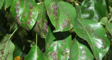 Důvody pro výskyt žlučového roztoče na hrušce a opatření pro kontrolu chemickými a lidovými prostředky