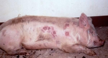 Příčiny výskytu červených skvrn u onemocnění prasat, co dělat a jak léčit