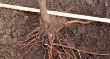 Důvody vzhledu švestkových klíčků a jak se jich navždy zbavit