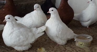 Příčiny průjmu u holuba domácího a jak jej léčit?