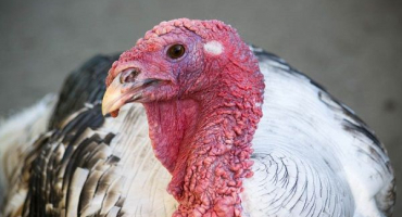 Příčiny průjmu u krůt: metody léčby a prevence