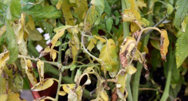 Příčiny žloutnutí sazenic rajčat