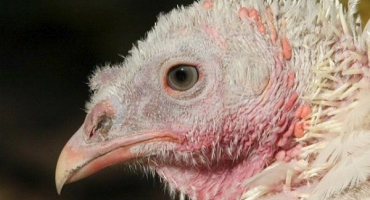 Příčiny, příznaky a léčba sinusitidy u krůt