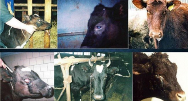 Příčiny, příznaky a léčba maligní katarální horečky u skotu