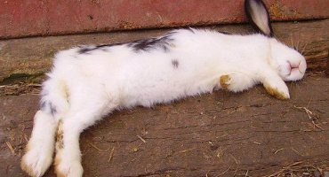 Důvody králičího smradu a jak ho odstranit