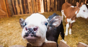 Příčiny a léčba průjmu u telat