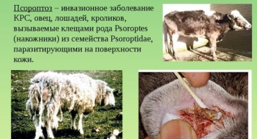 Příčiny a příznaky psoroptózy u skotu, léčba a prevence