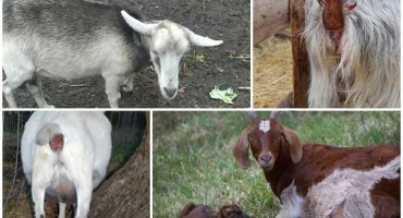 Příčiny výtoku z oprátky u březí kozy před jehnětem a co dělat