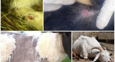 Příčiny vypadávání srsti u koz a způsoby léčby, způsoby prevence