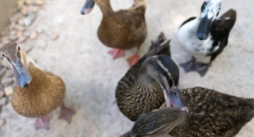 Důvody, proč se kachny navzájem oškubají až do krve