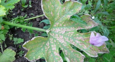 Příčiny sušení cuket a způsoby jejich eliminace