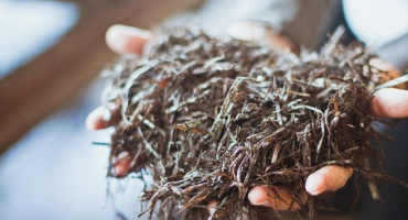 Výroba kompostu pro pěstování hub doma