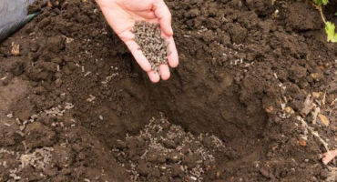 Aplikace granulovaného kuřecího hnoje