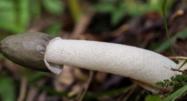 Využití houby veselka v onkologii