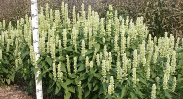 Použití tibetského lofantu v kosmetologii, užitečné vlastnosti a kontraindikace