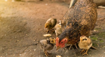 Použití metronidazolu pro kuřata a kuřata
