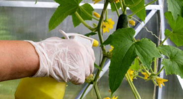 Použití metronidazolu pro okurky