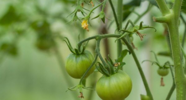 Aplikace drogového sportovce na rajčata