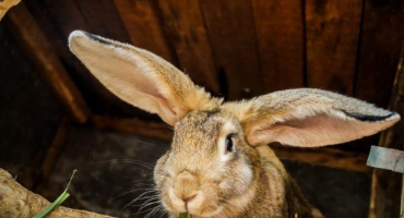 Aplikace solicoxu pro králíky