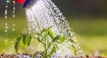 Použití trichopolum pro rajčata