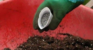 Aplikace hnojiva azofosk na brambory