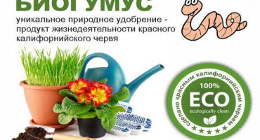 Aplikace hnojiva vermikompost pro krmení okurek