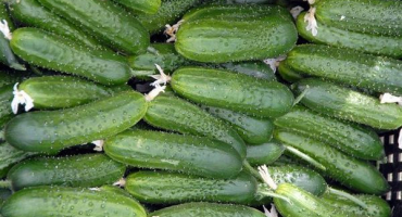 Popis odrůdy okurky f1, vlastnosti pěstování a výnos