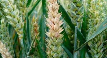 Princip účinku propikonazolu, který fungicidy obsahují a používají