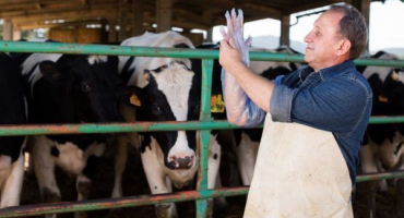 Princip umělé inseminace krav