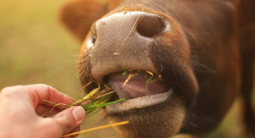 Princip výkrmu býků