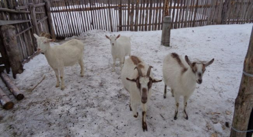 Příznaky nedostatku vitamínů u koz v zimním a jarním období