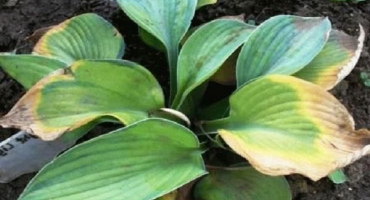 Příznaky onemocnění hostitele a napadení škůdci, léčba a prevence