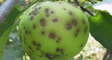 Známky a léčba strupovitosti na jabloni, jak se vypořádat s léky a lidovými prostředky