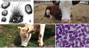 Příznaky a parazitologie pyroplazmózy u skotu, příznaky a léčba