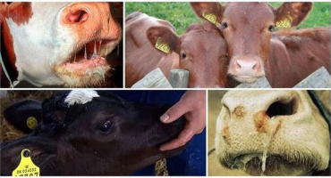 Příznaky a příčiny stomatitidy u krávy, léčba a prevence skotu