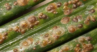 Známky výskytu šupinového hmyzu na odtoku a metody boje s chemickými a lidovými prostředky