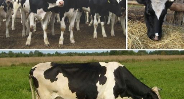 Vlastnosti krmení suchých krav a poměr koncentrátů ve stravě