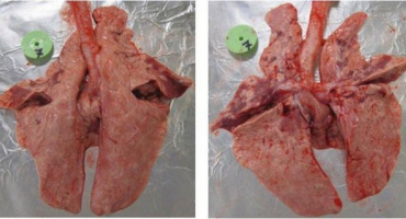 Příznaky, příznaky a léčba pasteurelózy prasat, prevence