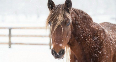 Známky mrznoucího koně a jak ho udržet v teple