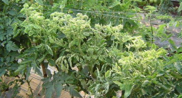 Problémy skleníkových rajčat: proč se listy kroutí