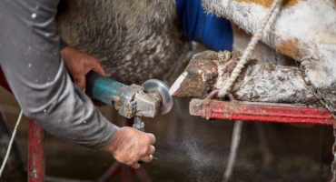 Proces ořezávání paznehtů u krav