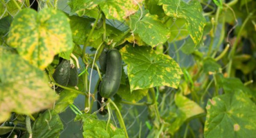 Prevence a léčba peronosporózy u okurek