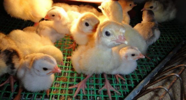 Prevence nemocí u krůt: jaké vitamíny podávat?