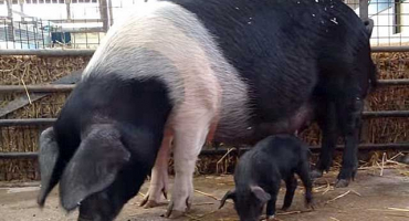 Projev kanibalismu u selat