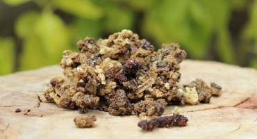 Propolis: léčivé vlastnosti a způsoby jeho použití