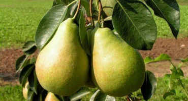 Jen maria - přehled odrůdy hrušní