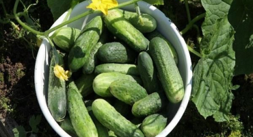 Jednoduchý recept krok za krokem na solení křupavých okurek s cibulí na zimu